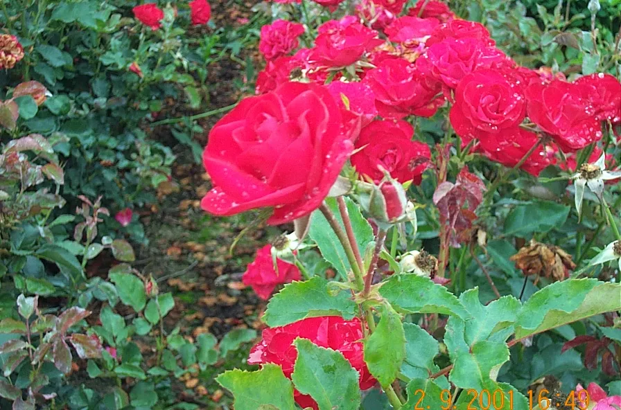 [ROWE] ROSA 'WETTRA' (Blote wortel)