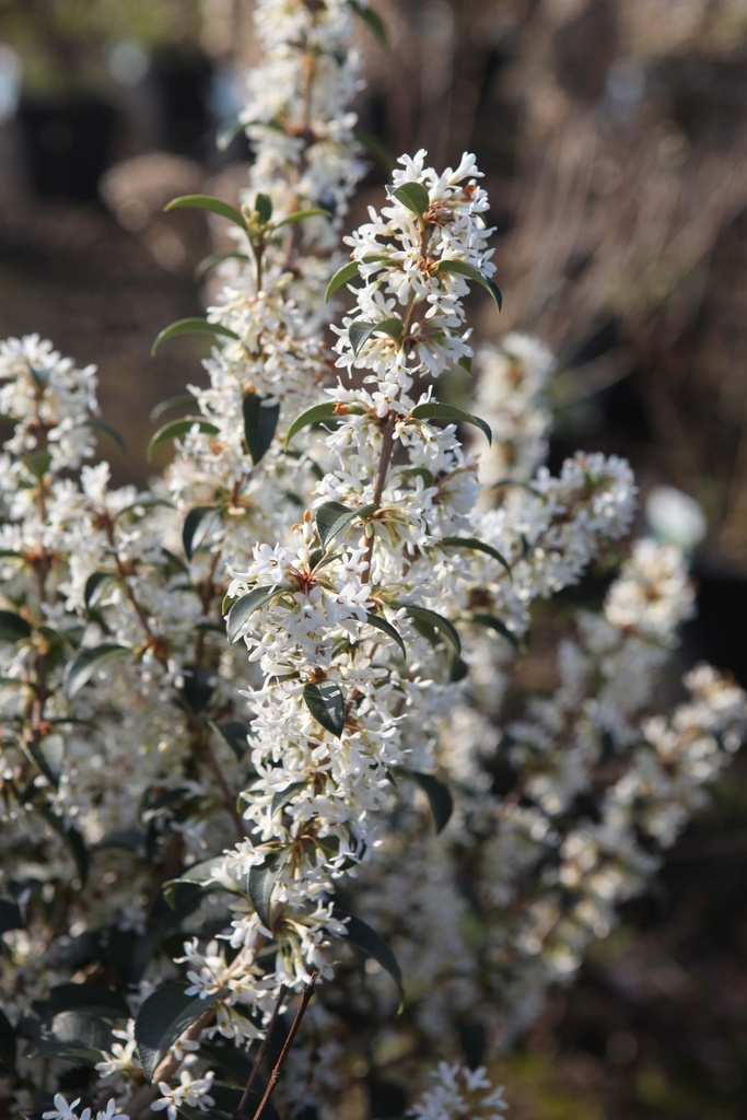 OSMANTHUS BURKWOODII