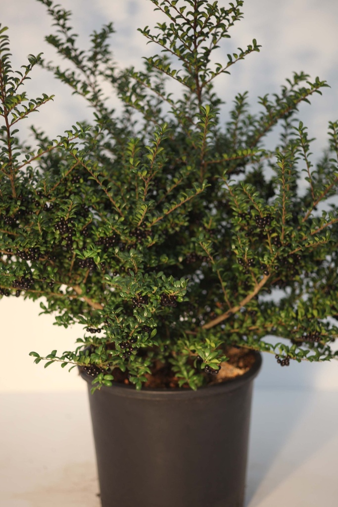 [ICCO25C3] ILEX CRENATA 'CONVEXA' (Pot 3 liter, 25-30 cm)