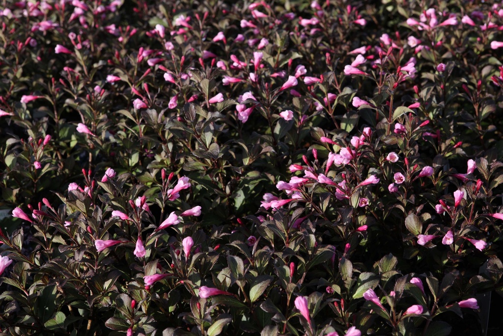 WEIGELA FLORIDA 'NANA PURPUREA'