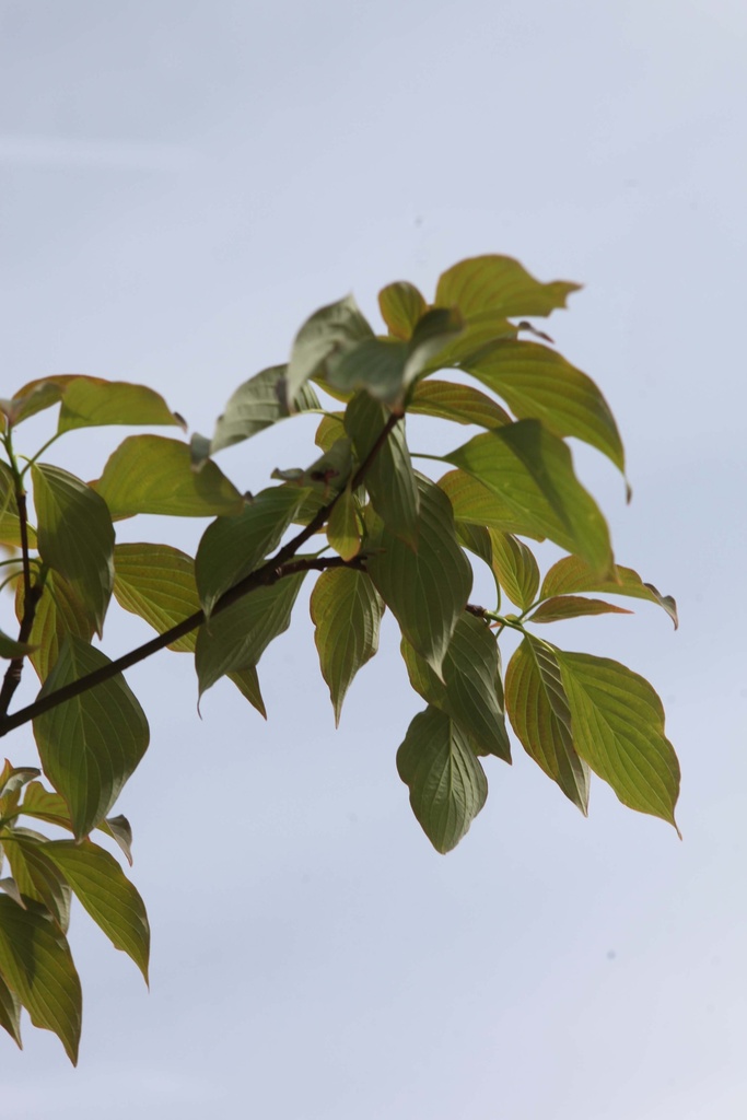 CORNUS CONTROVERSA 'PAGODA'