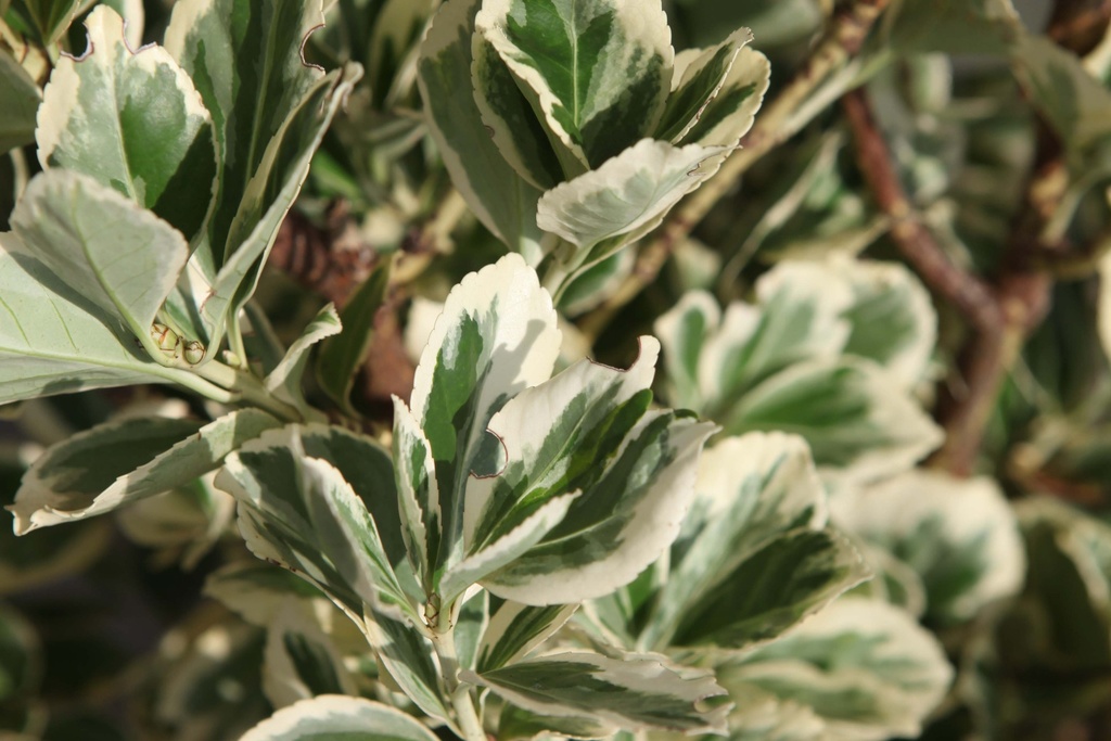 EUONYMUS JAPONICUS 'PRESIDENT GAUTHIER'