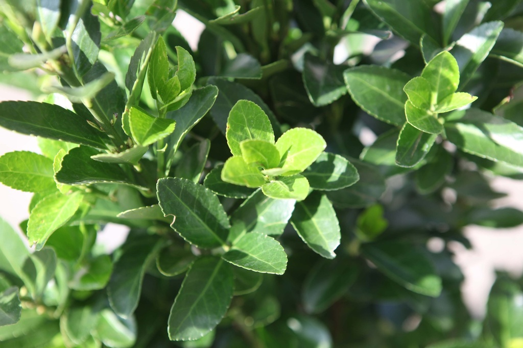 EUONYMUS JAPONICUS