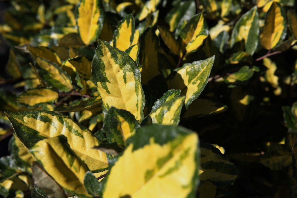 ELAEAGNUS PUNGENS 'MACULATA'