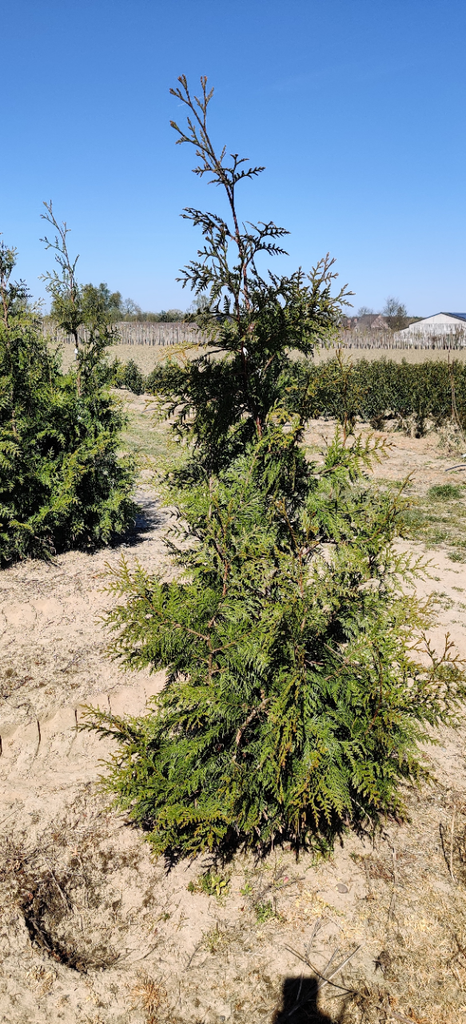 THUJA PLICATA 'GELDERLAND'