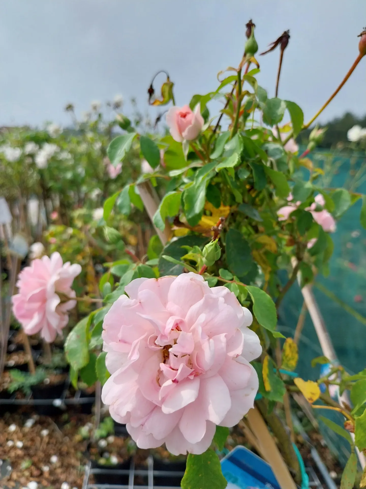 [RBOA] ROSA 'BONICA'