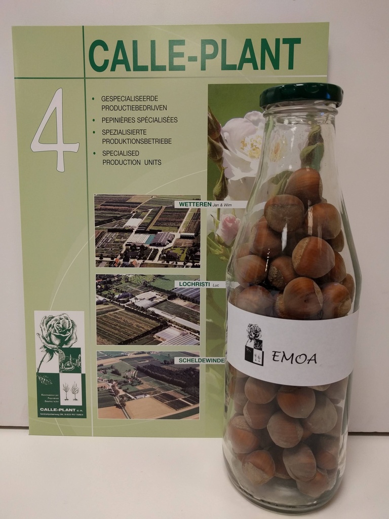 [cem21] NOISETTIER EMOA 1 (Racines nues, 30-60 cm (-1/1, marcotte repiquée))