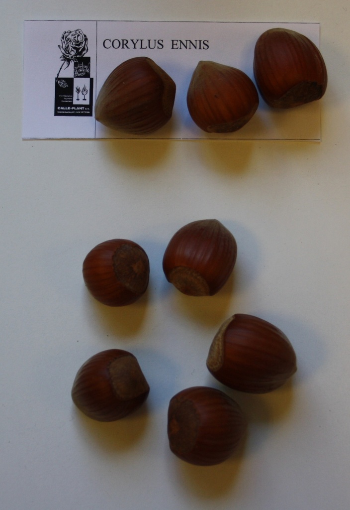 [CEN21] HAZELAAR 'ENNIS' (Blote wortel, 30-60 cm, -1/1, verplante aflegger)