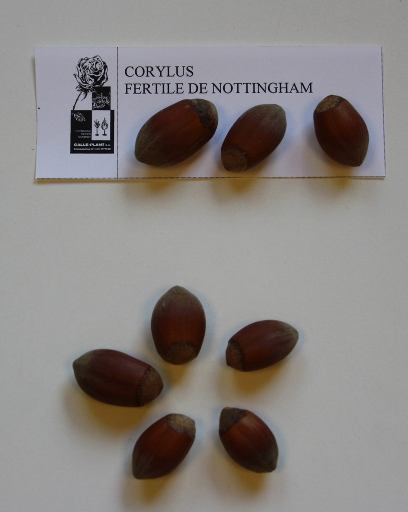 [CNO21] HAZELAAR 'FERTILE DE NOTTINGHAM' (Blote wortel, 30-60 cm, -1/1, verplante aflegger)