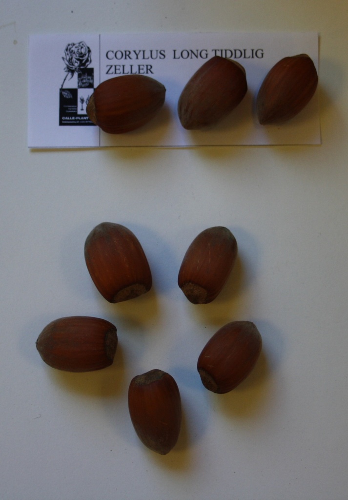 [CLTZE21] HAZELAAR 'LONG TIDLIG ZELLER' (Blote wortel, 30-60 cm, -1/1, verplante aflegger)