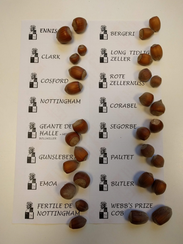 [CPA21] NOISETIER PAUETET (Racines nues, 30-60 cm -1/1, marcotte repiquée)