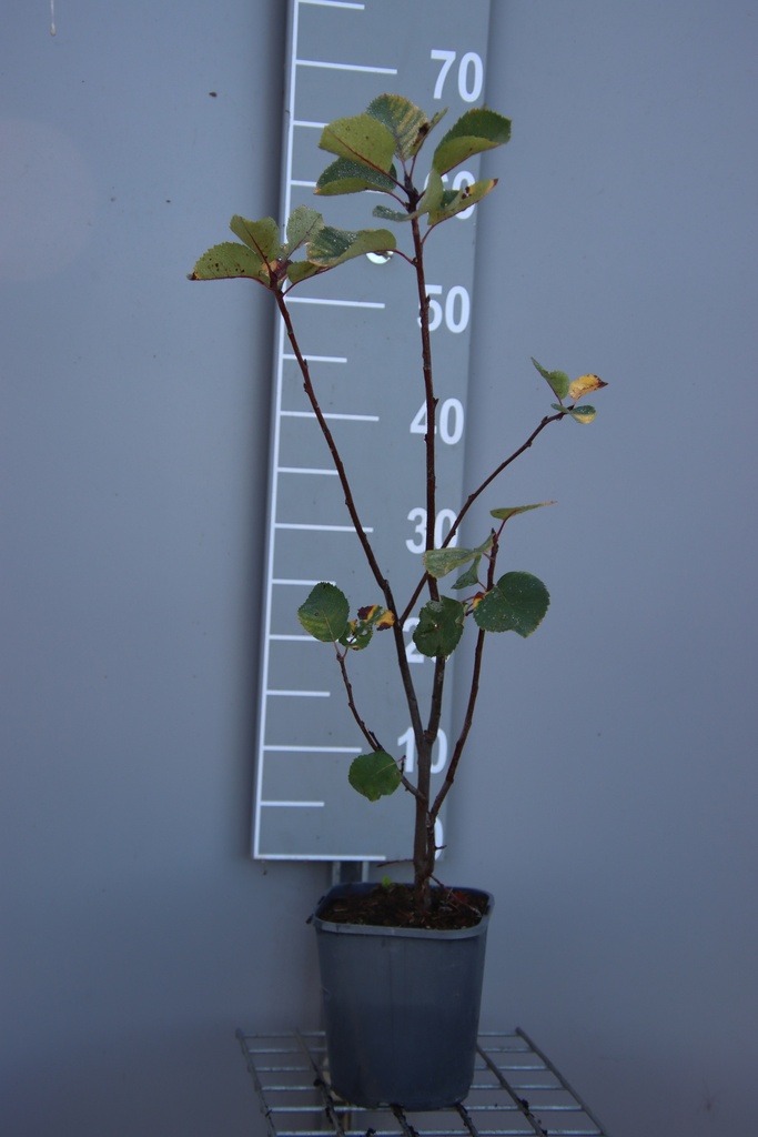[AAMA30B] AMELANCHIER ALNIFOLIA MARTIN (Pot 3 litres, 30-40 cm, BE-BIO-01)