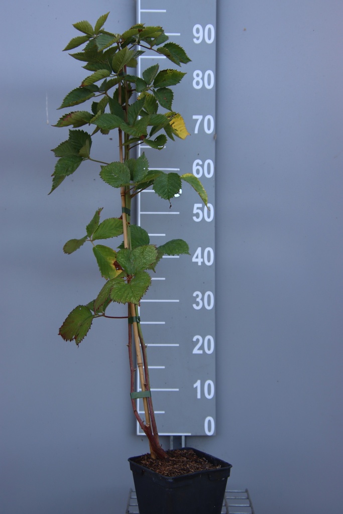 [BRASB] BRAAMBES 'ASTERINA' (R) (Vierkante pot 2 liter, 80-100 cm, BE-BIO-01)