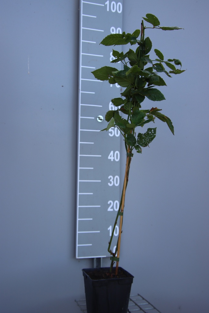 [BRBSAB] MÛRIER 'BLACK SATIN' (Pot carré 2 litres, 80-100 cm, BE-BIO-01)