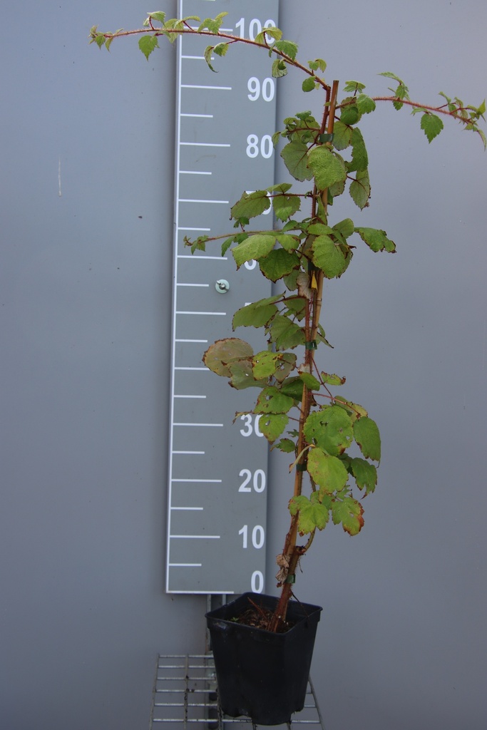 RUBUS PHOENICOLASIUS