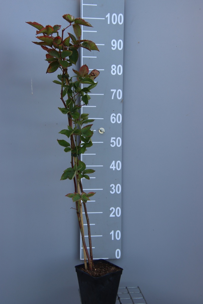 [BRNTBEAB] BRAAMBES 'NAVAHO THE BIG EASY' (R) (Vierkante pot 2 liter, 80-100 cm, BE-BIO-01)