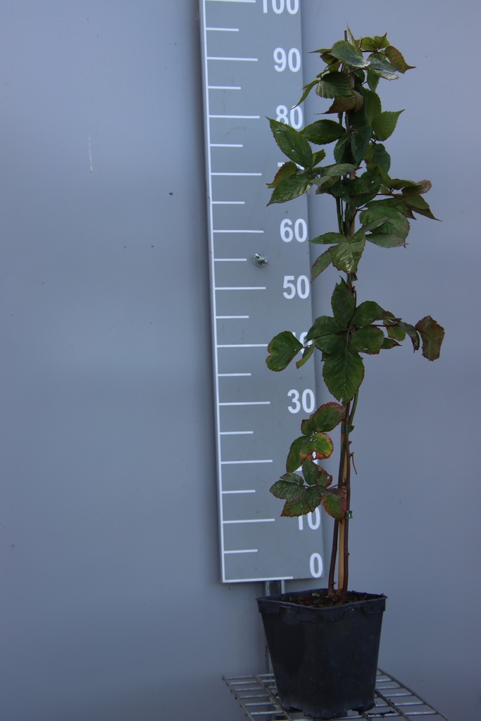 [BRTCRB] BRAAMBES 'TRIPLE CROWN' (Vierkante pot 2 liter, 80-100 cm, BE-BIO-01)