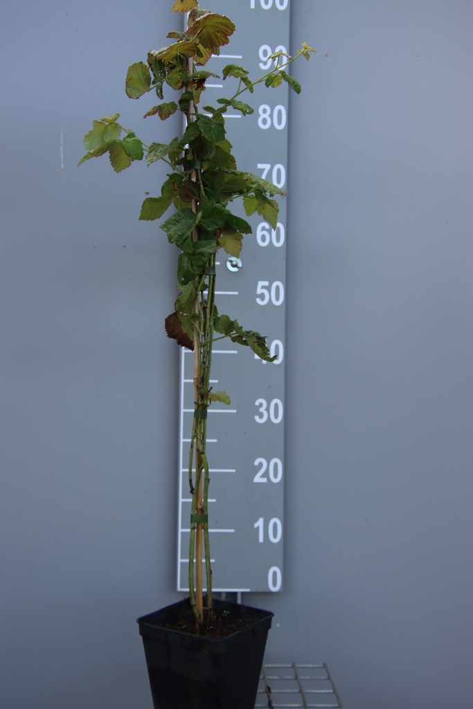 [BRTLOB] MÛRIER 'THORNLESS LOGANBERRY' (Pot 2 litres, 80-100 cm, BE-BIO-01)