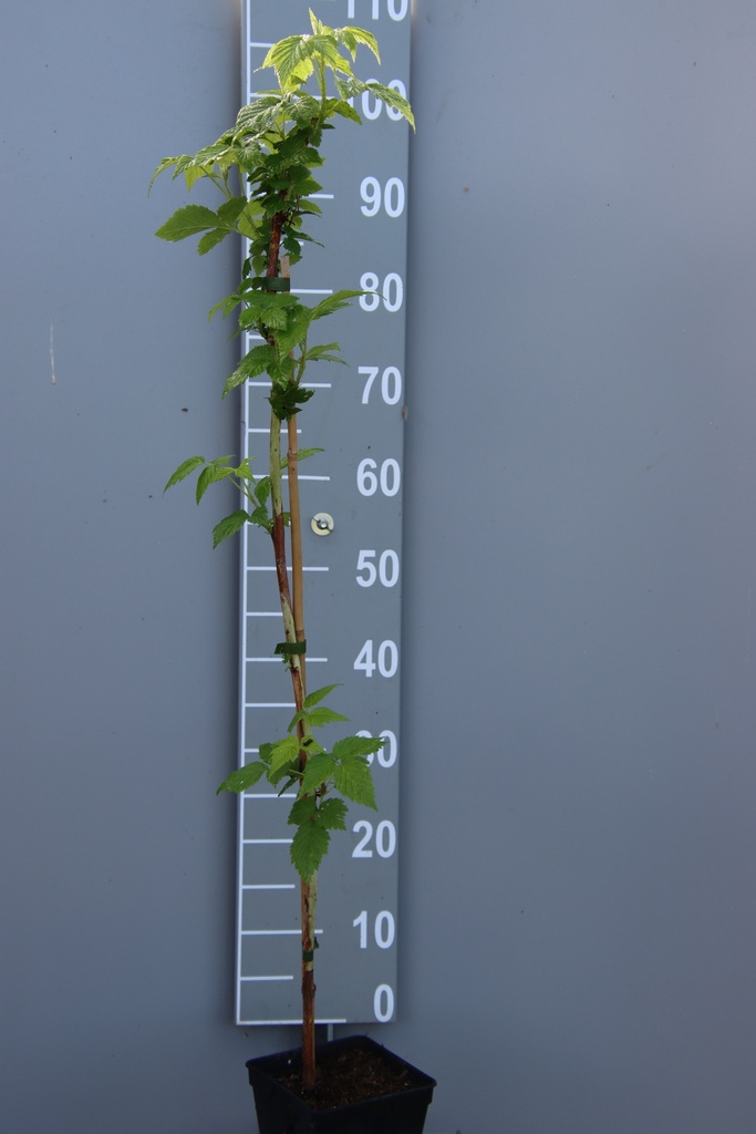 [FRAFICB] FRAMBOISIERS 'AUTUMN FIRST ' (R) (Pot carré 2 litres, 80-100 cm, BE-BIO-01)