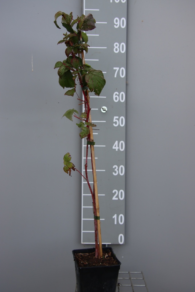 [FRAPACB] FRAMBOISIERS 'AUTUMN PASSION' (R) (Pot carré 2 litres, 80-100 cm, BE-BIO-01)