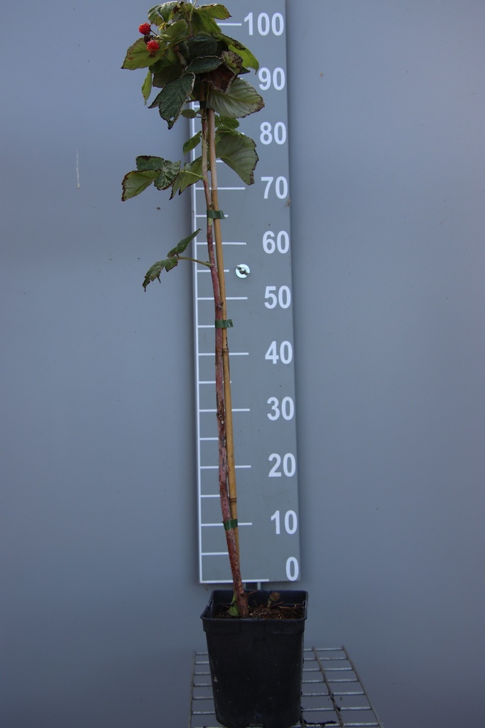 [FRAQUCB] FRAMBOISIERS 'AROMA QUEEN' (R) (Pot carré 2 litres, 80-100 cm, BE-BIO-01)