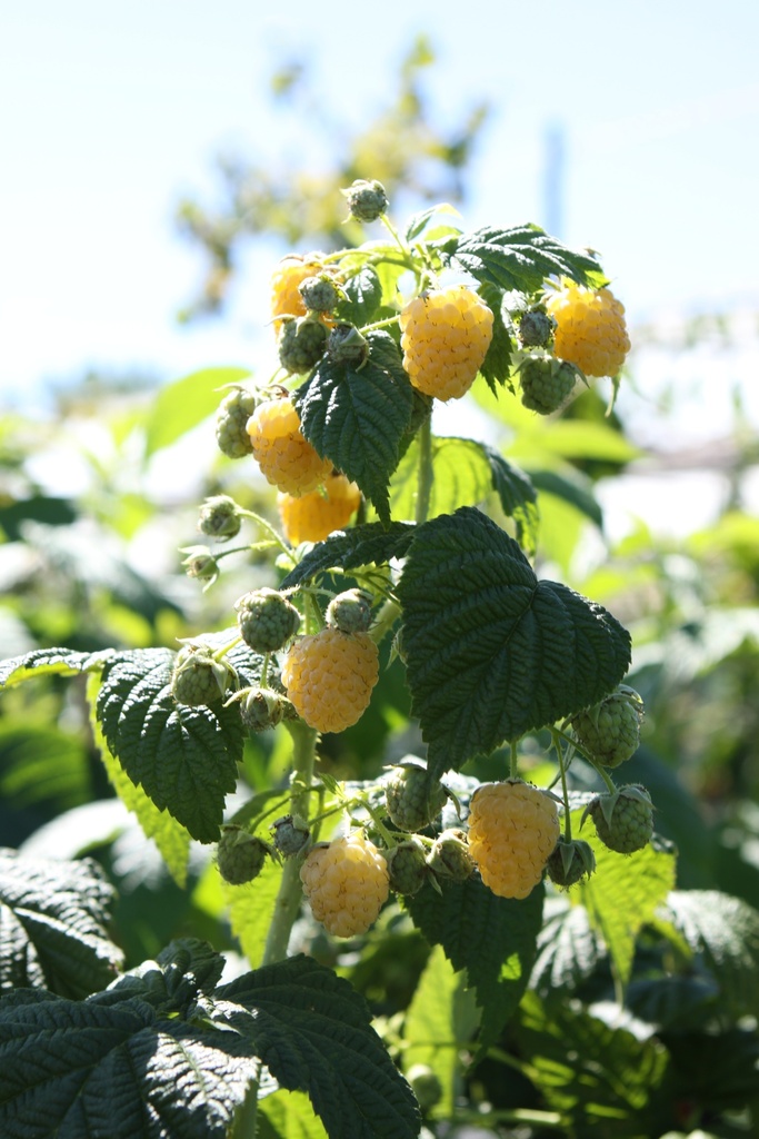 [FRGEVB] FRAMBOZEN 'GOLDEN EVEREST' (Blote wortel, 80-100 cm, BE-BIO-01)