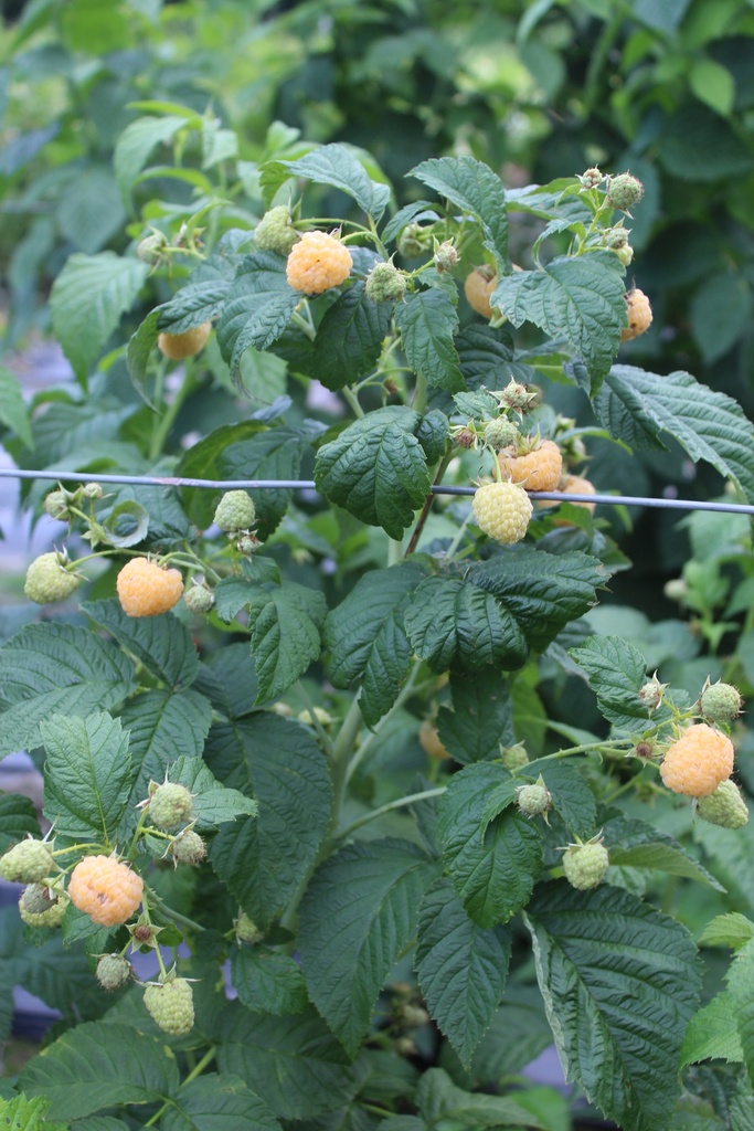 [FRGOCB] FRAMBOZEN 'GOODASGOLD' ' (R) (BE-BIO-01)