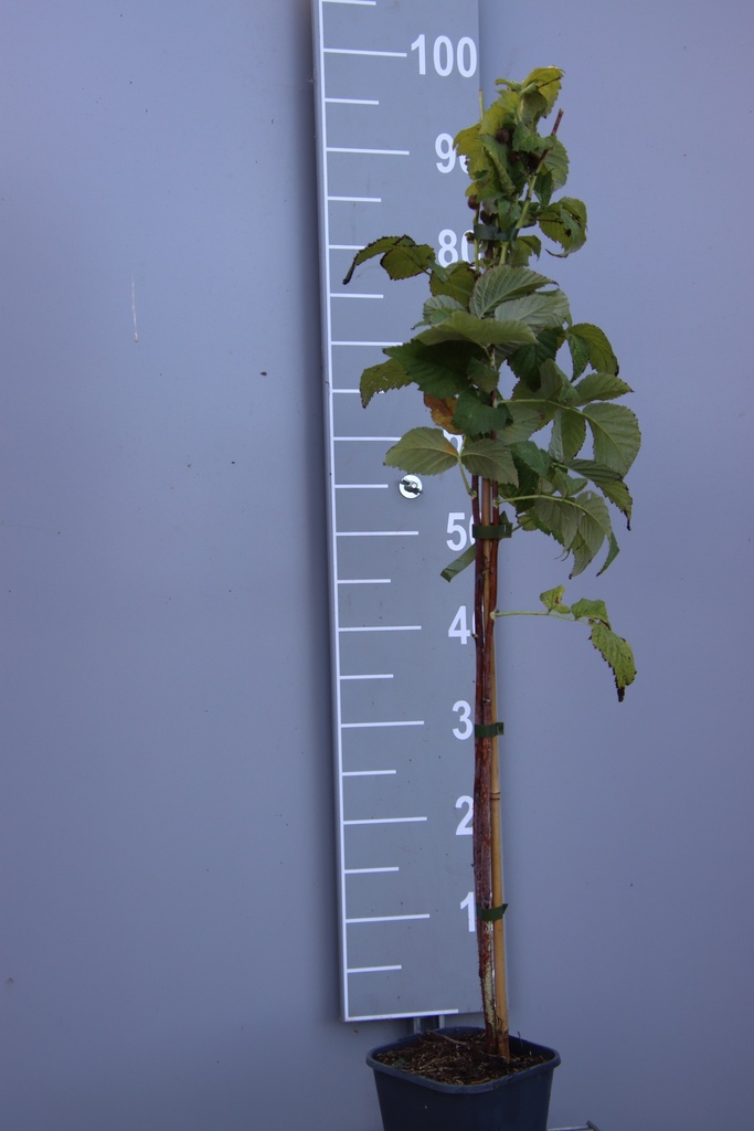 FRAMBOZEN 'GOODASGOLD' ' (R)