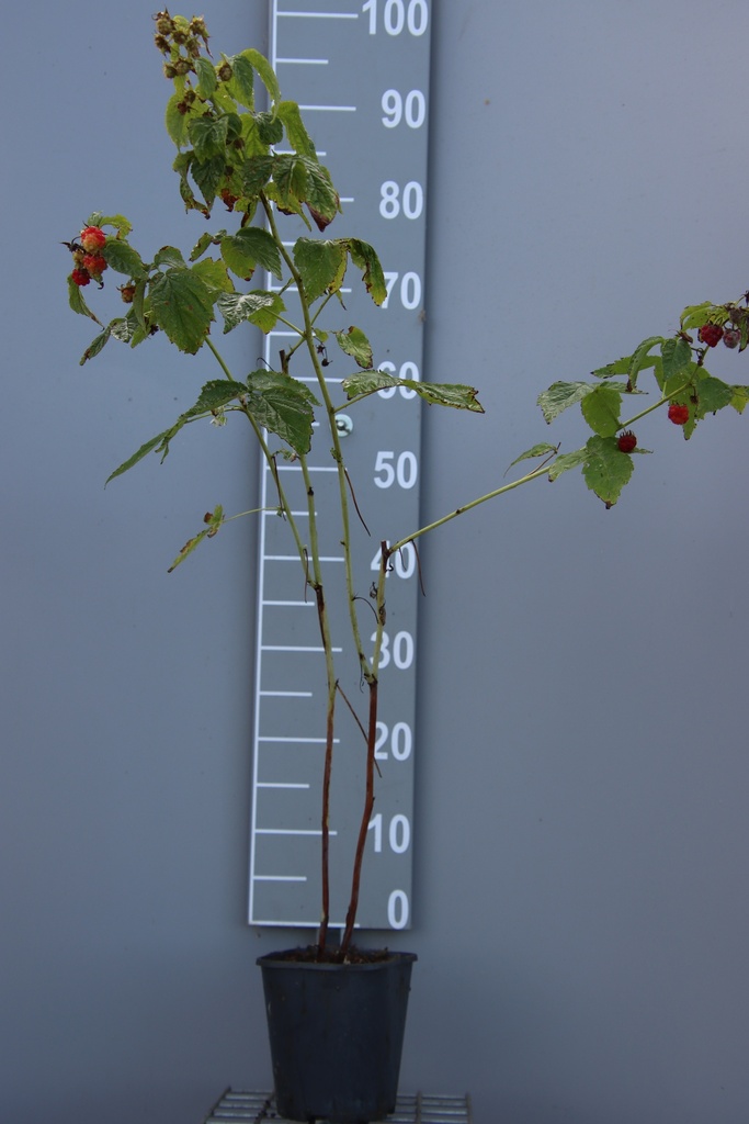 [FRLSSICB] FRAMBOISIERS 'LITTLE SWEET SISTER'  (R) (Pot carré 2 litres, 80-100 cm, BE-BIO-01)