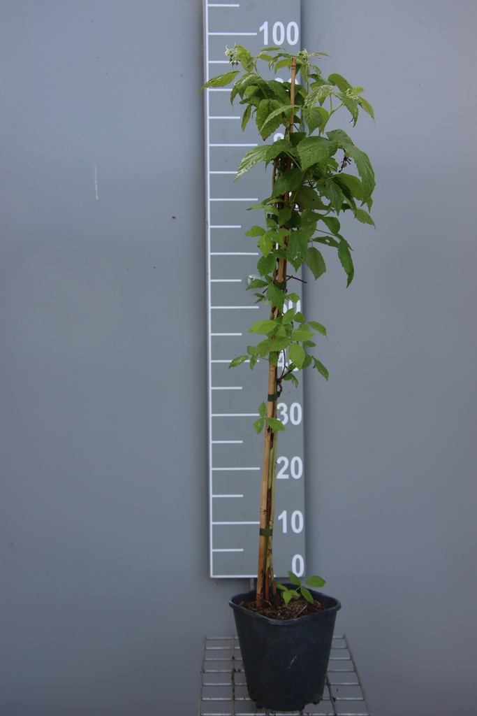 FRAMBOZEN 'PLENTIFUL' (R)