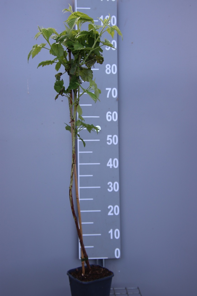 [FRSGTWCB] FRAMBOISIERS 'SUGANA GELB TWOTIMER'  (R) (Pot carré 2 litres, 80-100 cm, BE-BIO-01)