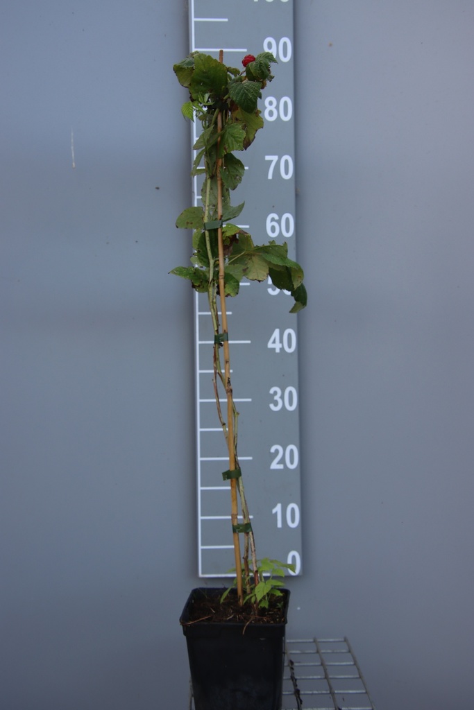 FRAMBOZEN 'SUGANA TWOTIMER'  (R)