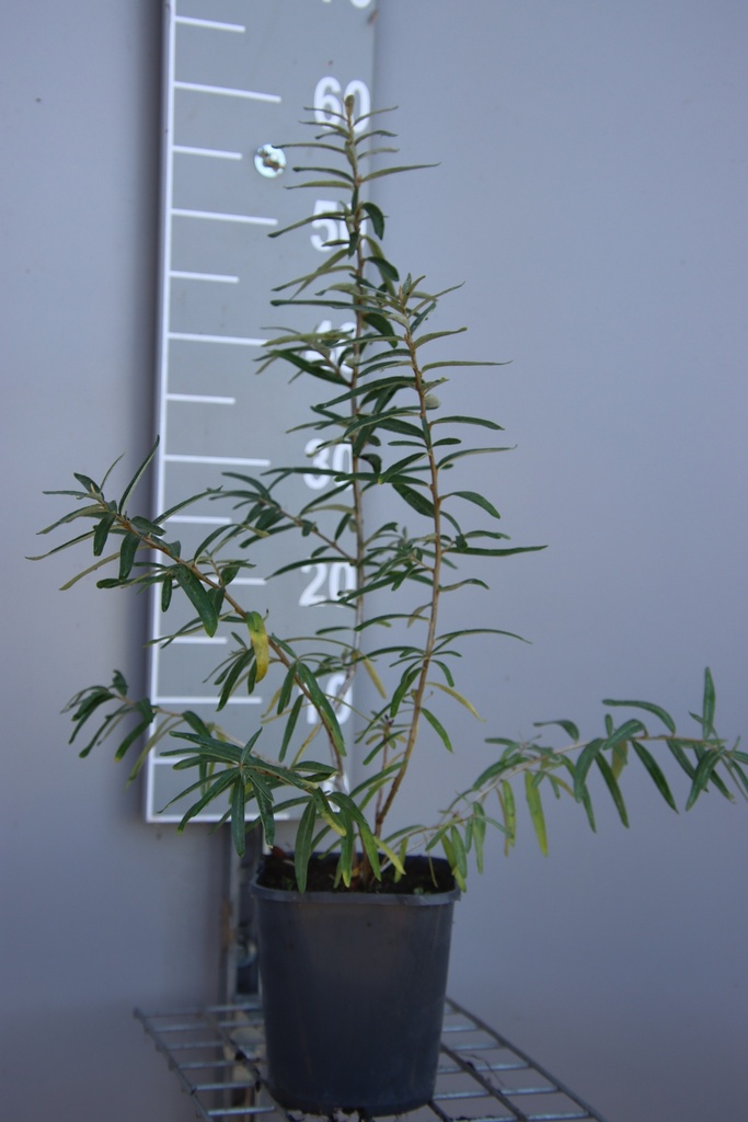 [HRBO40B] HIPPOPHAE RHAMNOIDES 'BOTANICA' (Pot 3 liter, 40-50 cm, BE-BIO-01)
