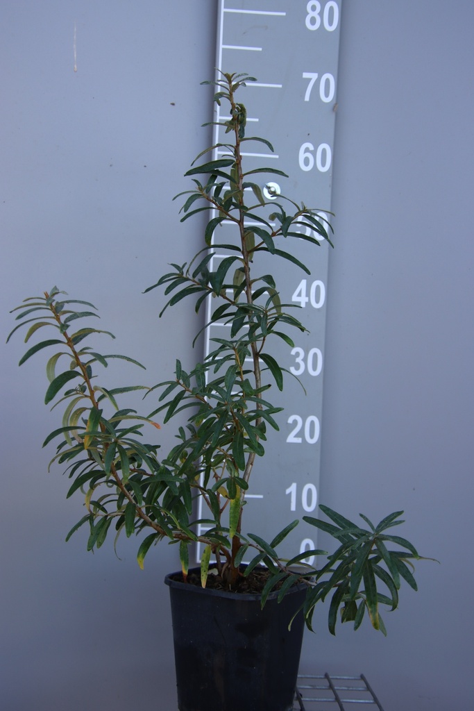 [HRPO30B] HIPPOPHAE RHAMNOIDES POLLMIX (Pot 3 litres, 30-40 cm, BE-BIO-01)