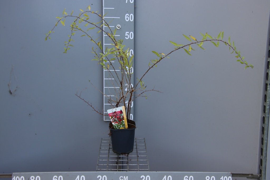 LYCIUM BARBARUM 'LITTLE GOJI'