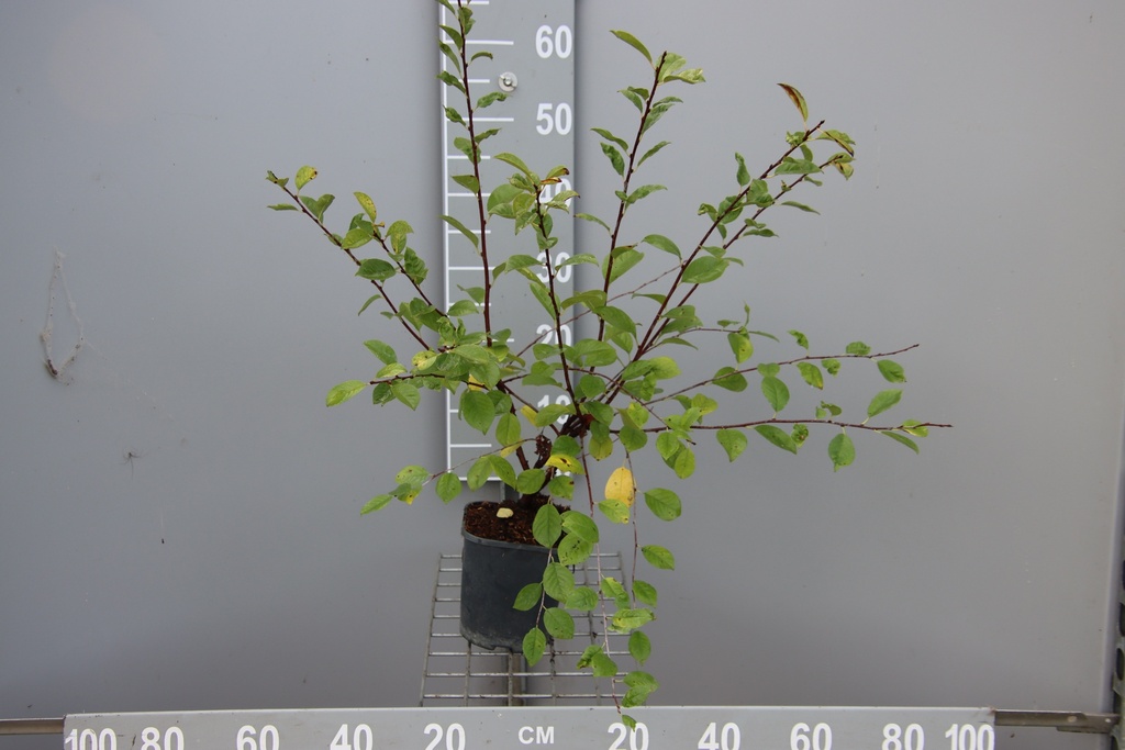 [KECJE40B] CERISIER 'CARMINE JEWEL' (Pot 3 litres, 40-60 cm, BE-BIO-01)