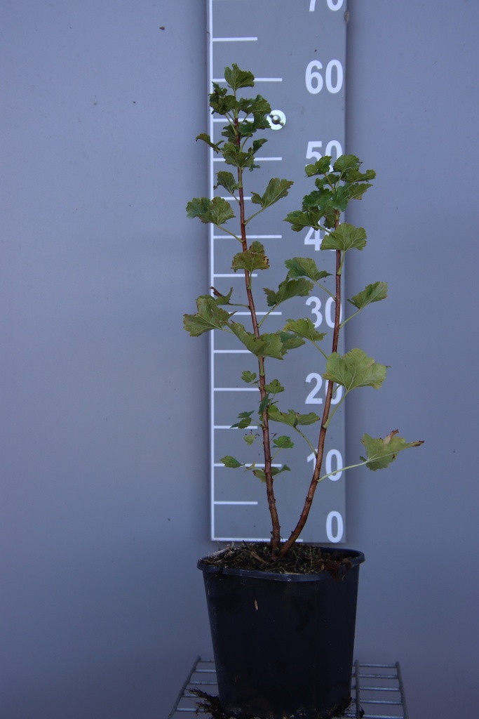[STJO3CB] JOSTABERRY JOFRUITY (R) (Pot carré 3 litres, 40-60 cm, 3/4 branches, BE-BIO-01)