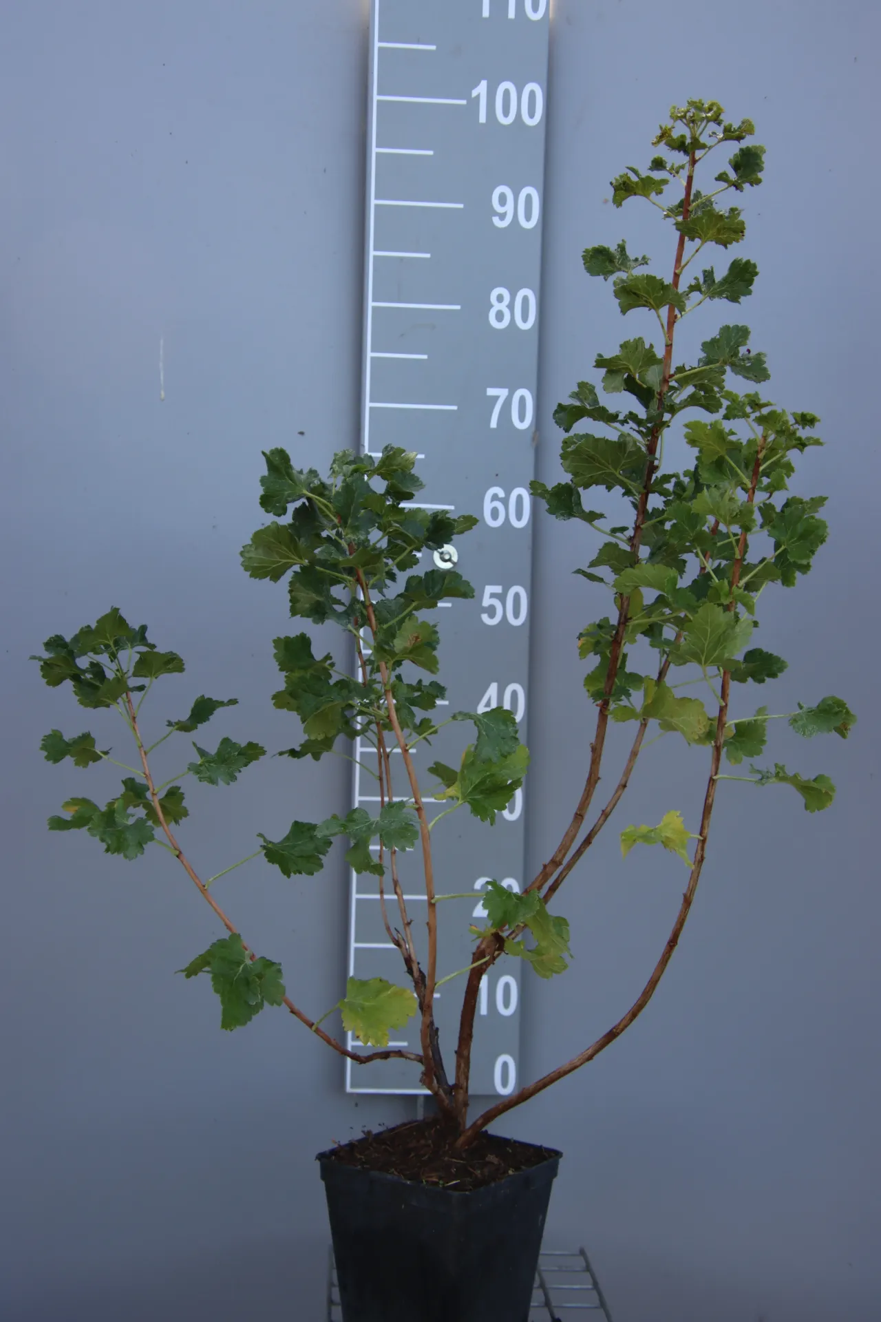 [STJO3CB] JOSTABERRY JODELI (R) (Pot carré 3 litres, 40-60 cm, 3/4 branches, BE-BIO-01)