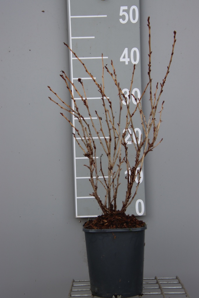 STEKELBES 'CAPTIVATOR'