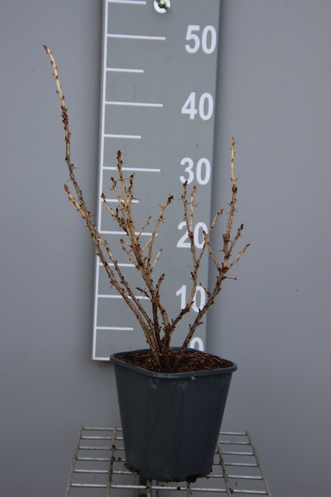 [STGO3CB] GROSEILLIER À MAQUEREAU GOLDLING (R) (Pot carré 2 litres, 30-40 cm, 3/4 branches, BE-BIO-01)