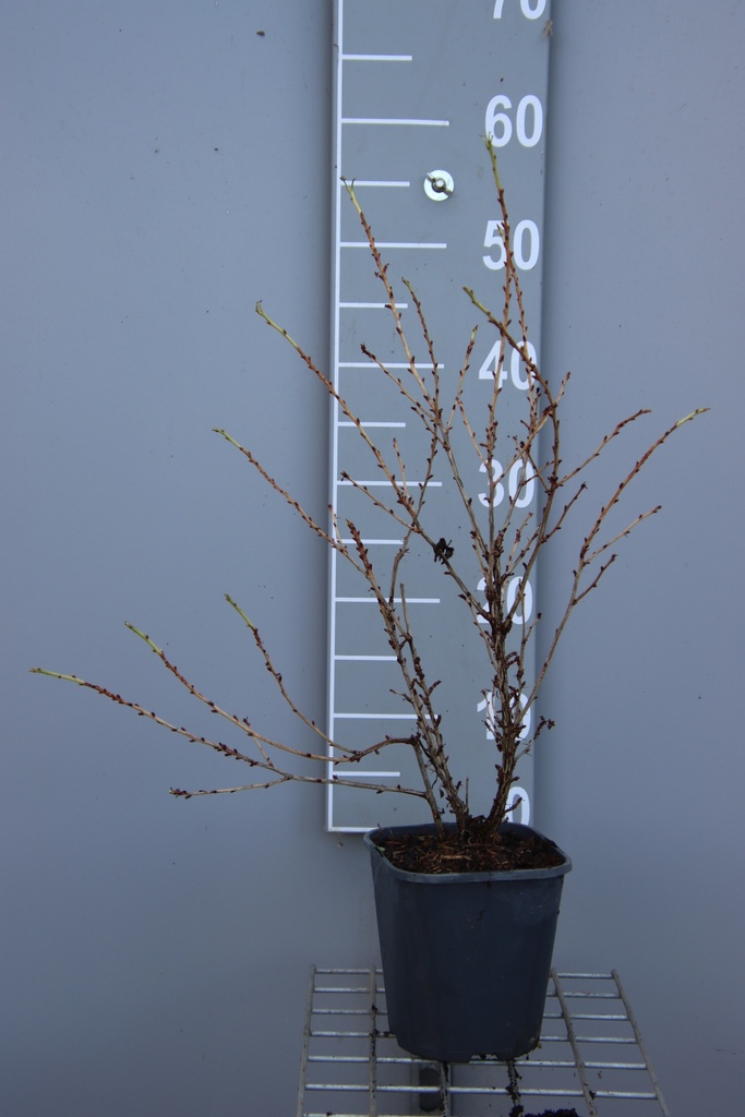 [STMGR3CB] GROSEILLIER À MAQUEREAU MR. GREEN (R) (Pot carré 2 litres, 30-40 cm, 3/4 branches, BE-BIO-01)