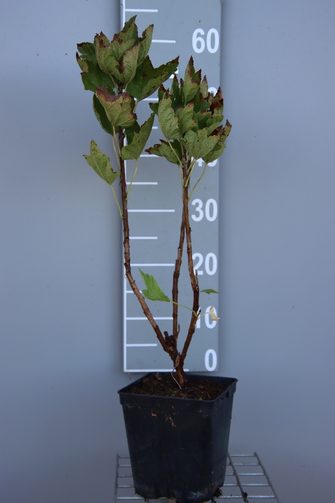 TROSBES 'SONETTE' (R)