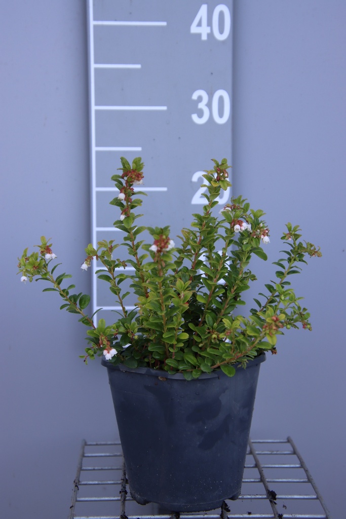 VACCINIUM VITIS-IDAEA