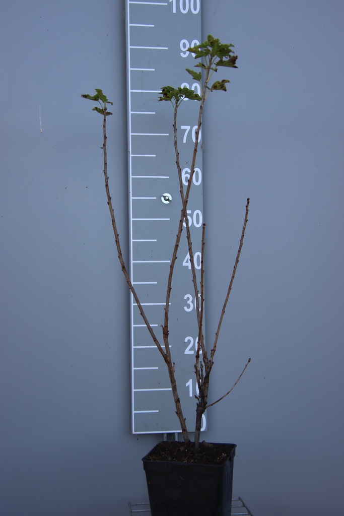 [TRGSA3CB] GROSEILLIER À GRAPPES  'GLOIRE DE SABLONS' (Pot carré 3 litres, BE-BIO-01, 3/4 branches, 40-60 cm)