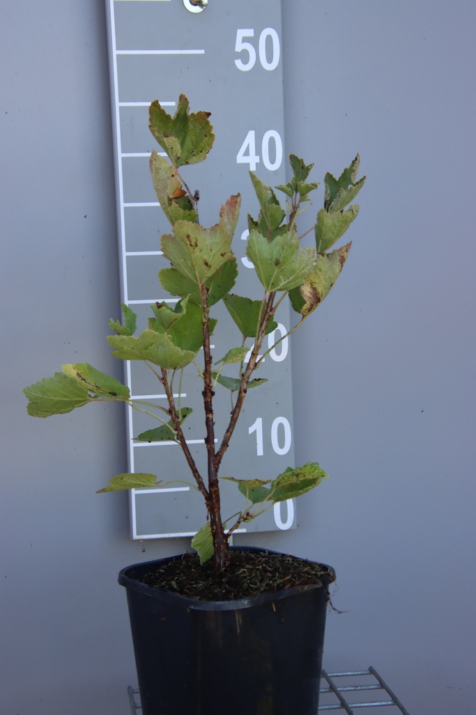 TROSBES 'JUNIFER'