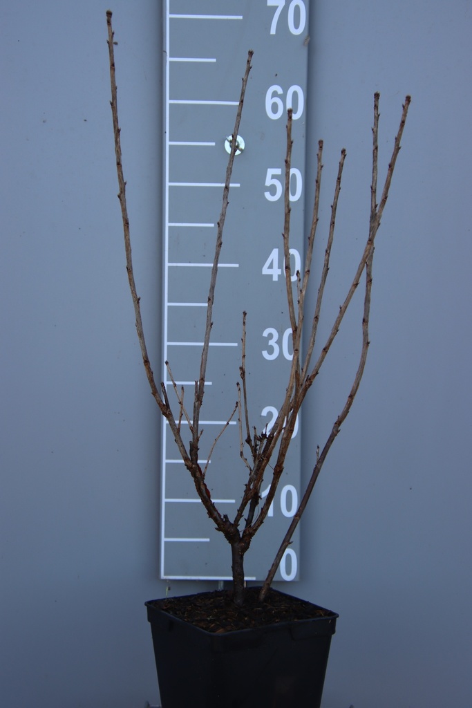 GROSEILLIER À GRAPPES 'VERSAILLES BLANCHE'