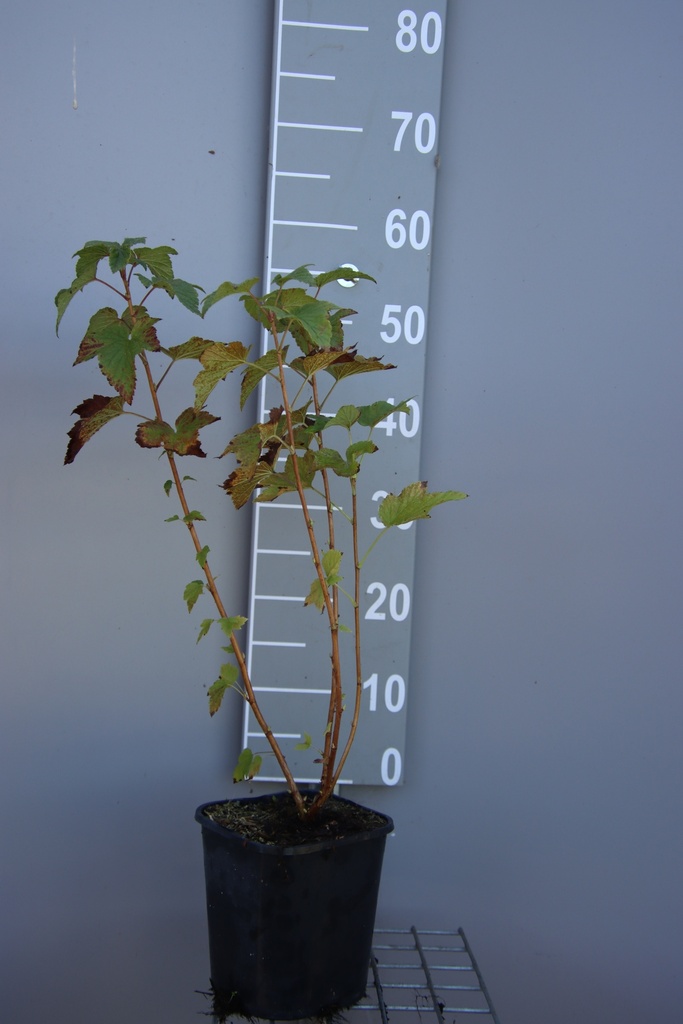 [TRBBE3CB] CASSIS 'BLACK BELL'S' (R) (kopie) (Pot carré 3 litres, 40-60 cm, BE-BIO-01)