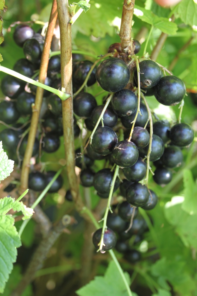 ZWARTE BES 'LITTLE BLACK GIANT' (R)