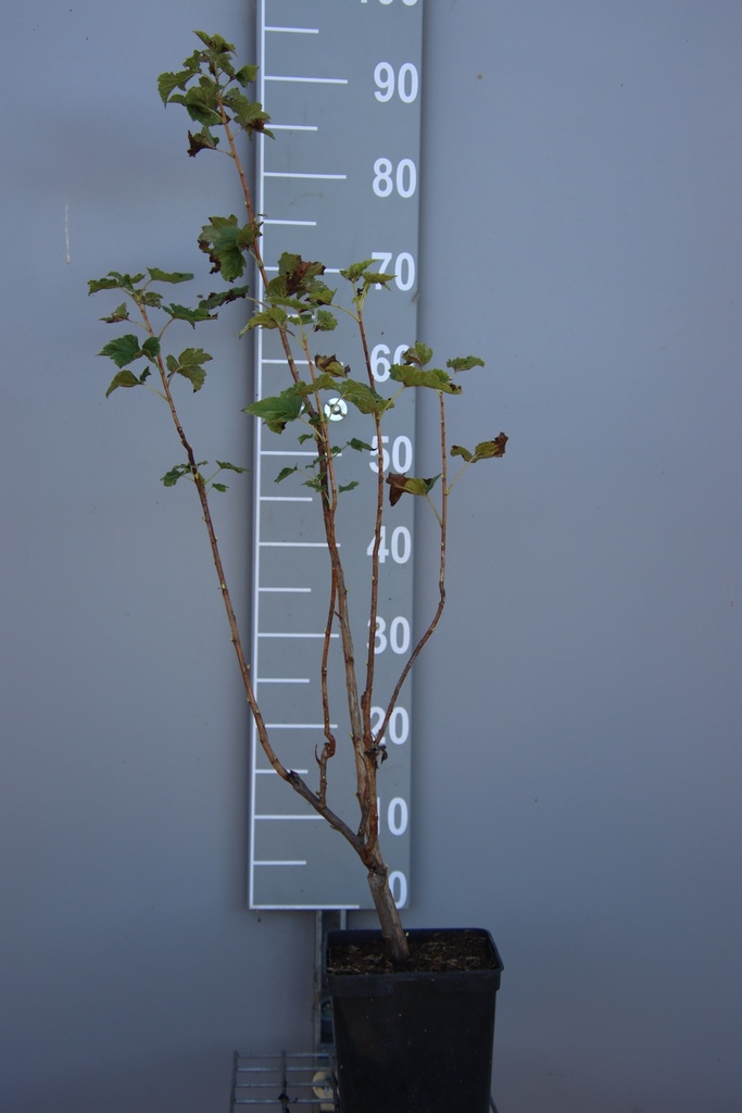 CASSIS 'TSEMA'