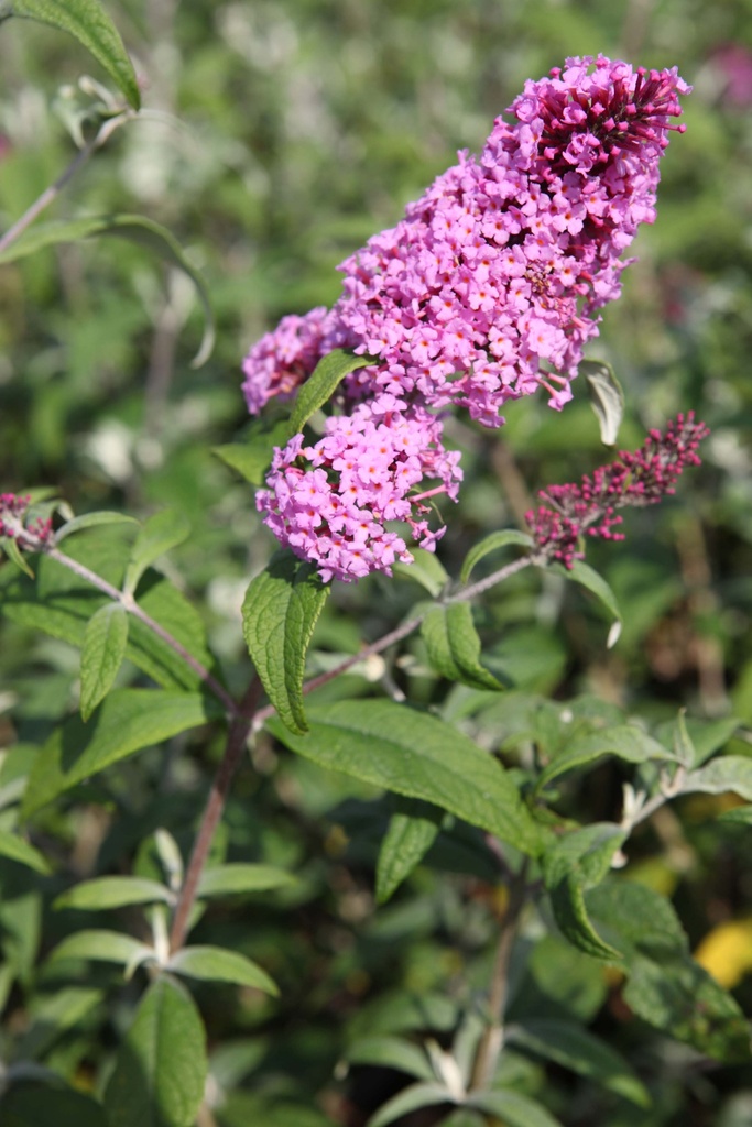 BUDDLEJA DAVIDII 'PINK DELIGHT'